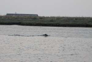 0650H visitor to our mooring, Orford